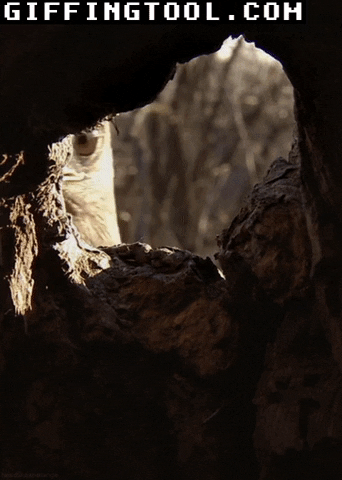 giphyupload GIF