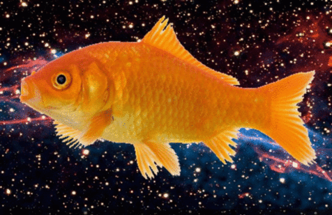 goldfish GIF