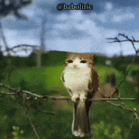 Turkish Sil GIF