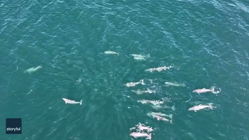 Dolphin Pod Cruises in Atlantic Ocean Off Long Island