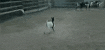 GIF by Random Goat