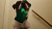 Upvote GIF by Imgur