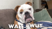 Excuse Me Dog GIF by Butler University