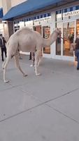 Camel Visits Nevada Bath & Body Works Store