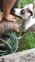 Dog Helps Husk Coconut