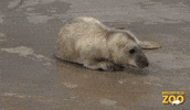 Run Away Wait For Me GIF by Brookfield Zoo