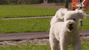 dog GIF by Nat Geo Wild