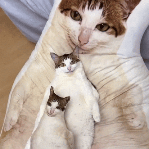 Cute Cat Chillin GIF by Respective