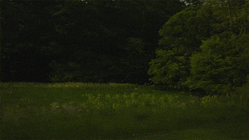 Museum Insects GIF by PBS Digital Studios