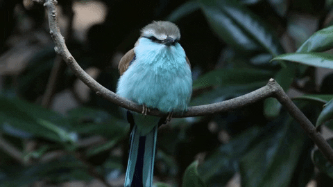 asyaakdogan giphyupload GIF