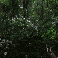 Flower GIF by Trevor Anderson