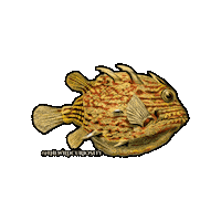 Marine Life Swimming Sticker by The Wild Curiosity