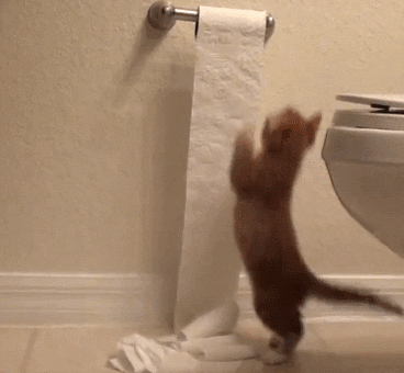 Video gif. Kitten pulls at toilet paper and it begins to unravel quickly.