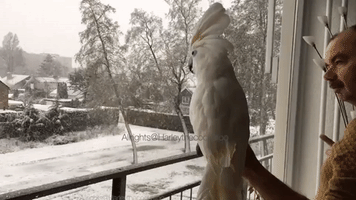 The Weather Outside Is Frightful, but Harley the Cockatoo's Just Delightful