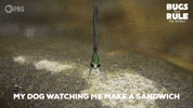 Damselfly GIF by PBS