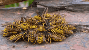 perfect loops bees GIF