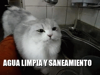 Cat Agua GIF by Puerta 18