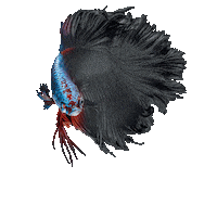 Design Colors Sticker by tikkurila