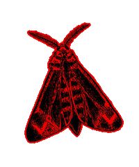 mothicaofficial transparency moth buzzkill mothica Sticker