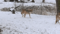 Zoo Animals Enjoy Winter Season Near Chicago