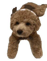 Toy Poodle Dog Sticker
