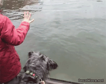 polar bear dog GIF