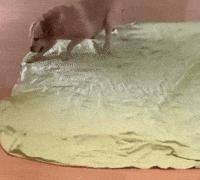 Sleeping Dog GIF