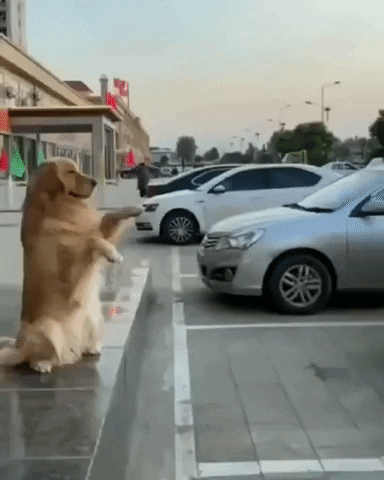 cuteanimalland giphyupload GIF