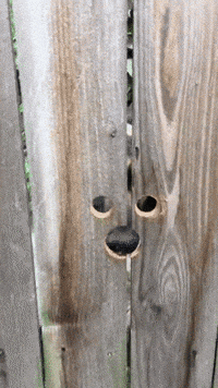 scooby doo GIF
