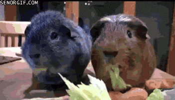 guinea pigs pig GIF