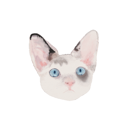Cats Eun Sticker