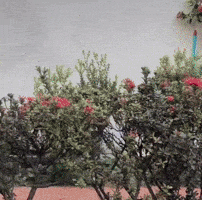 Bored Dog GIF
