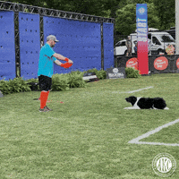 U-Turn Sport GIF by American Kennel Club