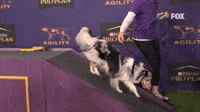 Bee The Shetland Sheepdog