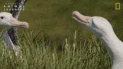 National Geographic GIF by Nat Geo Wild