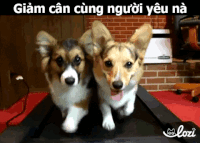 lozico  GIF