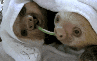 Sloth Eating GIF