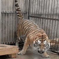 Tiger Shiba GIF