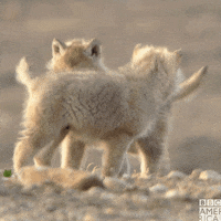 planet earth love GIF by BBC America