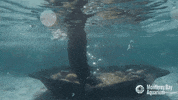 sea otter GIF by Monterey Bay Aquarium
