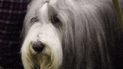 dog show GIF by Westminster Kennel Club