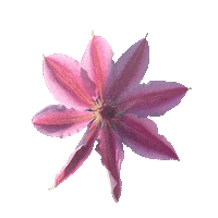 Flower Gif Sticker by Shelly Saves the Day
