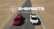 Shiba GIF by SHIBABETS.GG