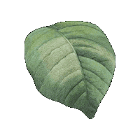 Leaves Naturaleza Sticker by elicoelhoshop