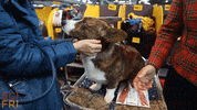 dog GIF by Science Friday