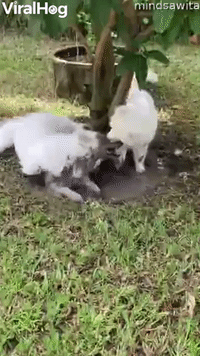 White Pups Play in Muddy Puddle