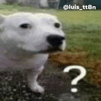Dog Meme What GIF