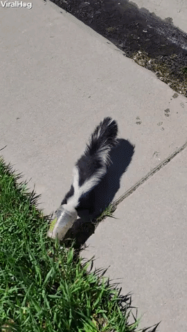 Skunk's Lucky Day