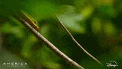 America Crawl GIF by Nat Geo Wild