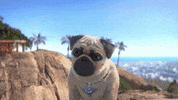Surprise What GIF by MightyMike